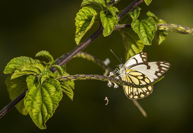 Butterfly Wings
